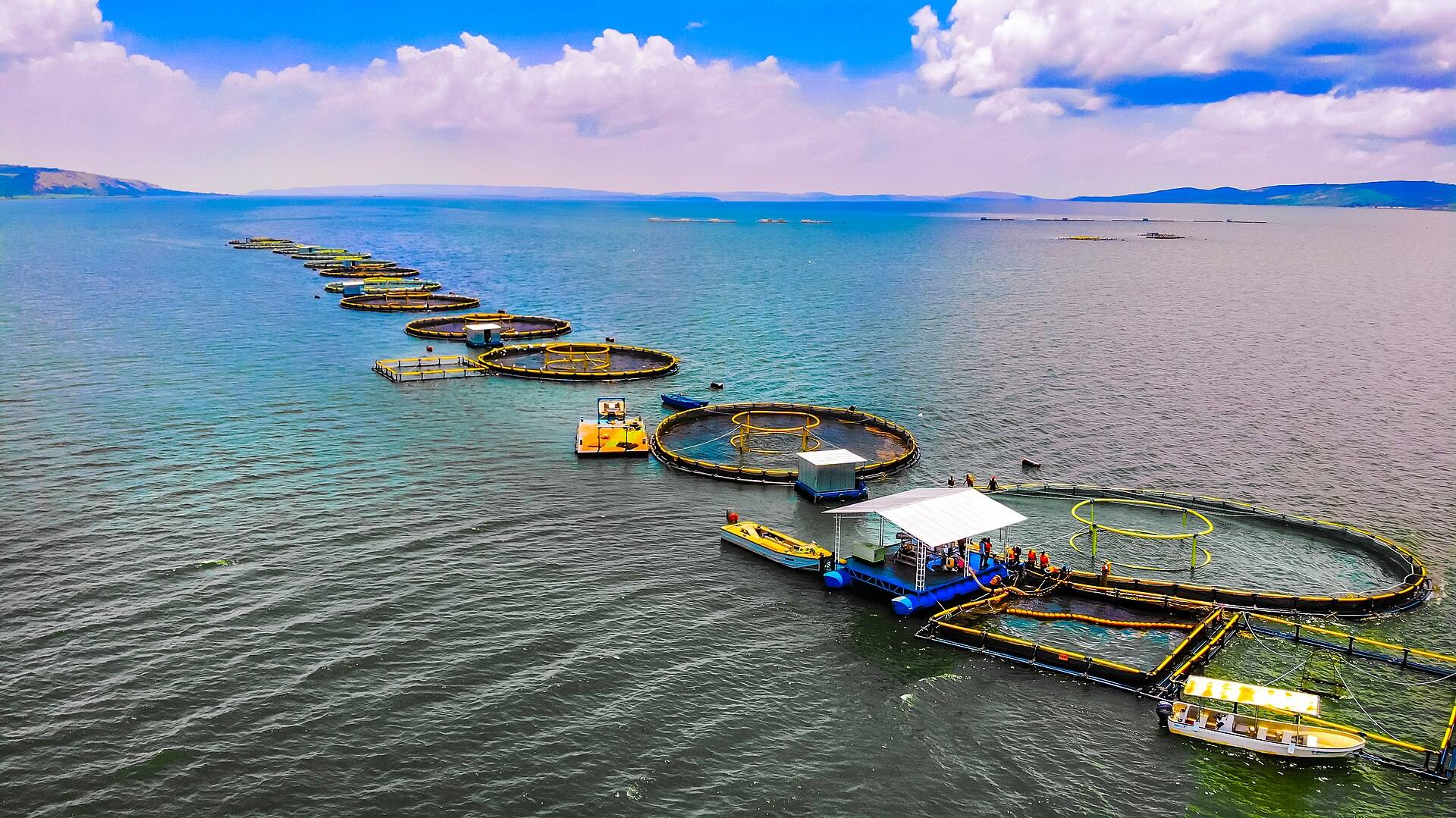 Round fish-farming cages floating on Lake Victoria in warm evening light